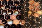 هشدار در خصوص پیشگیری از بیماری لوک اروپایی در زنبورستان